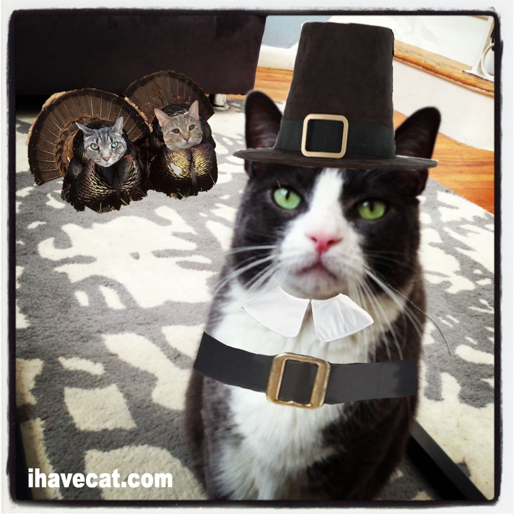 Happy Thanksgiving with Cats 