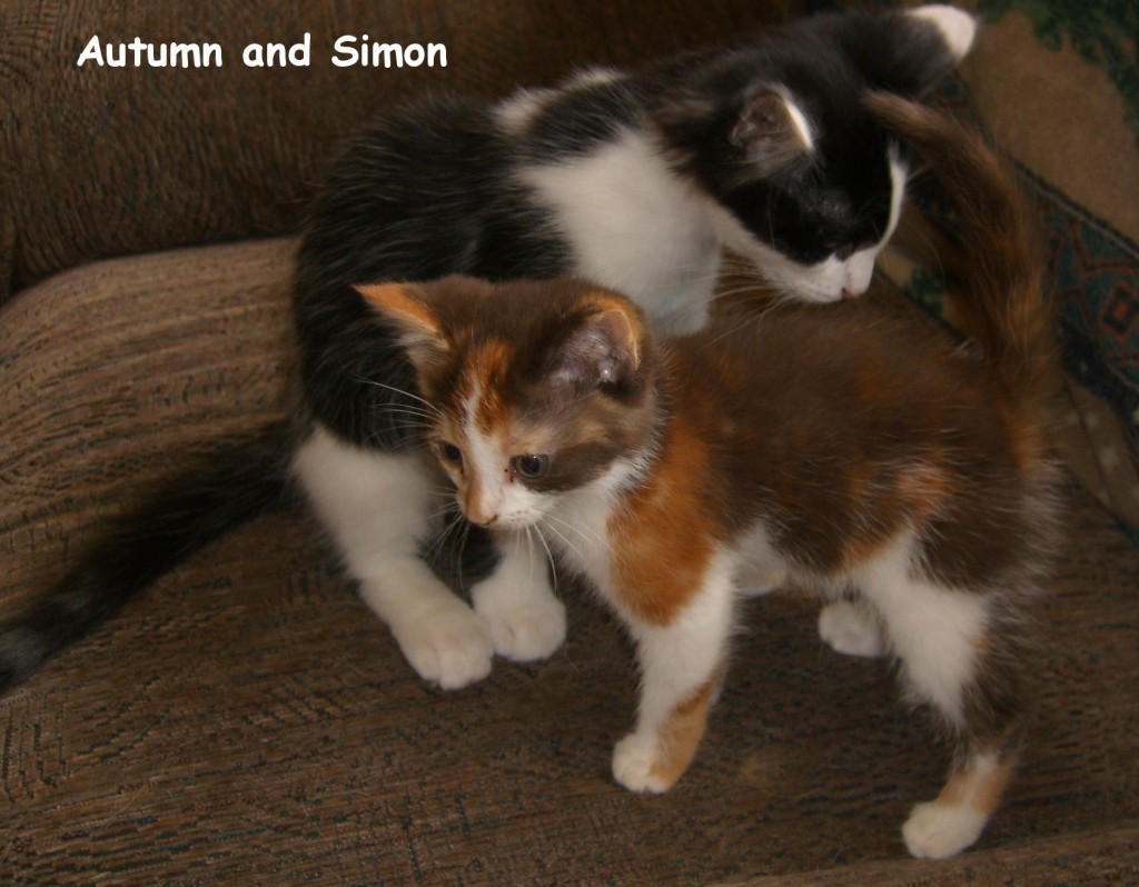 Two of Charmaine's cats Simon and Autumn 