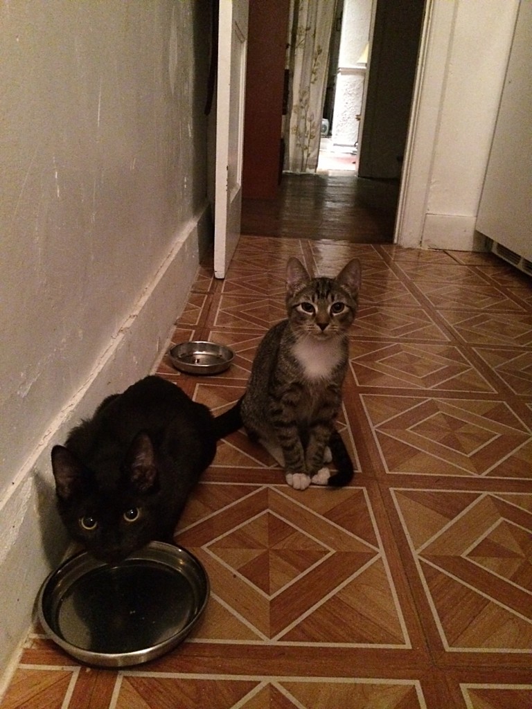 August and Arthur "say Feed Us Please" (in their most polite manner possible)