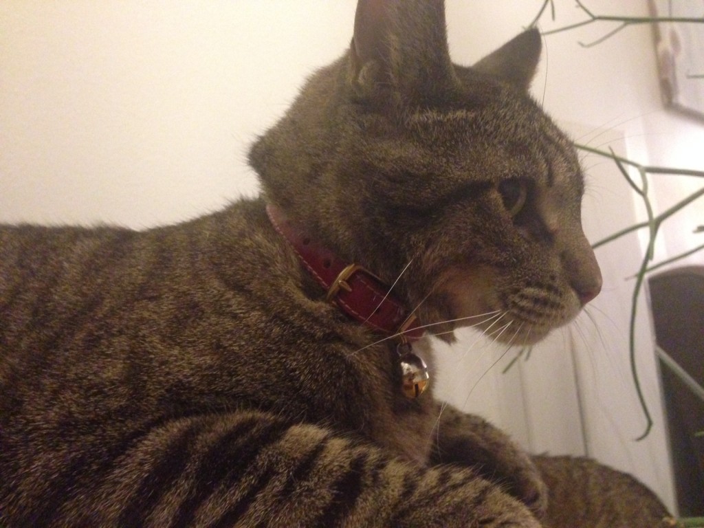 luxury cat collars 