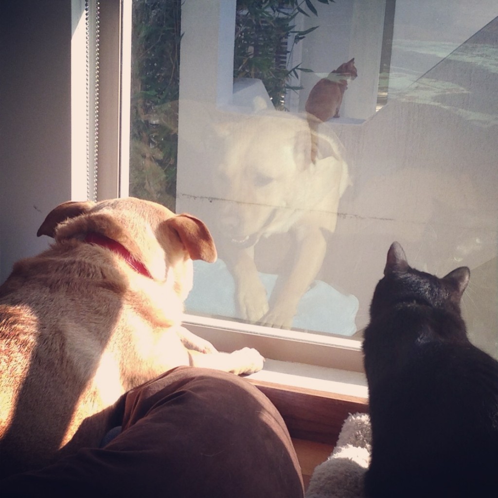 Figaro and Dixon watching the neighbor's cat