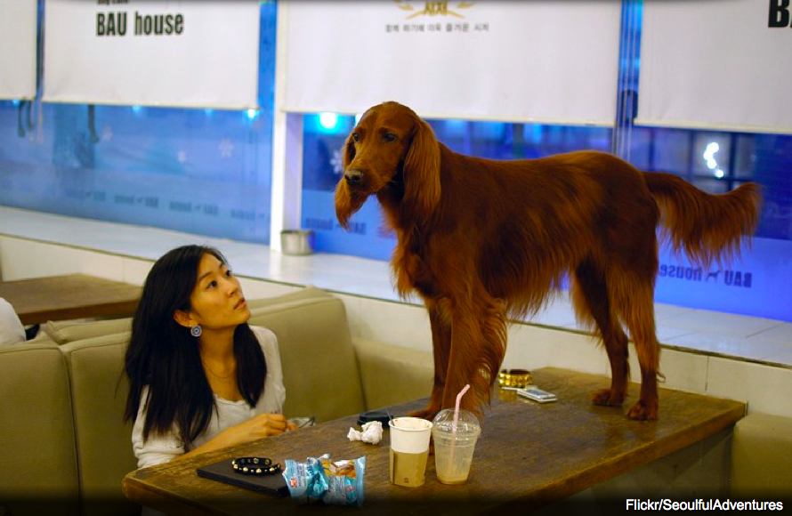 A Dog Cafe to open soon in L.A - It's a Dog's Life, alright!