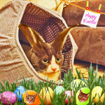 Easter Cat Bunny in an Easter Egg bed