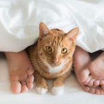 If you have cats or are a cat lover, tips on how to break up