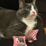 Polydactyl Cat catnip toys made in the USA