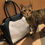 cat bag with cat in new york city
