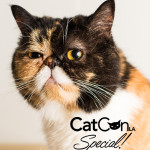 MeowQuarterly Special Issue